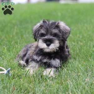 Charlie, Miniature Schnauzer Puppy